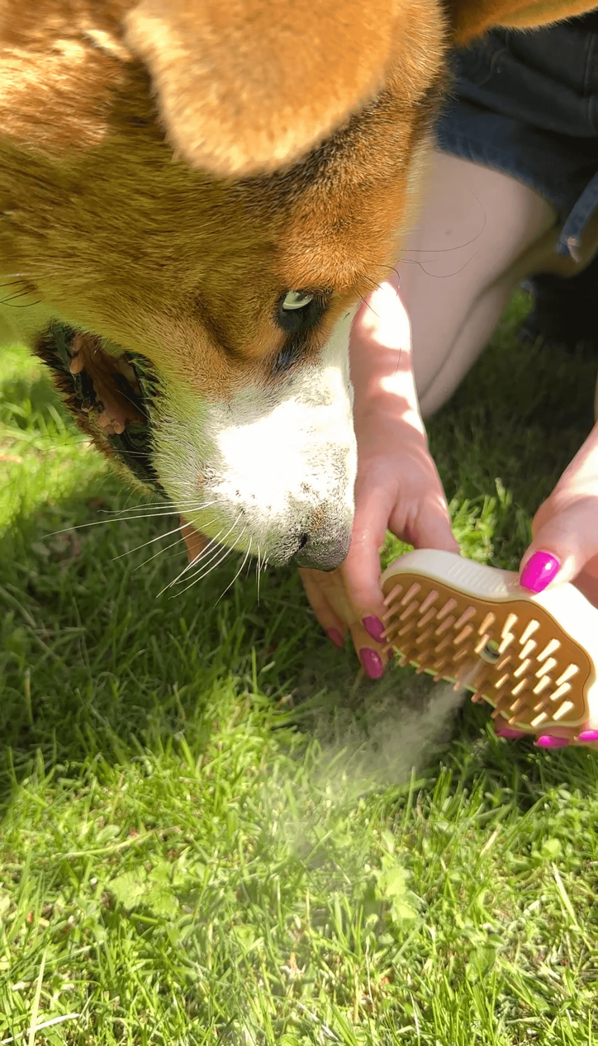 Szczotka z mgiełką dla zwierząt domowych