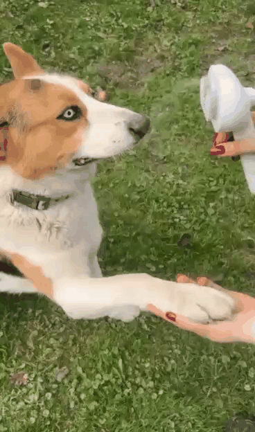 🐾 HydroBrush 🐶🐱