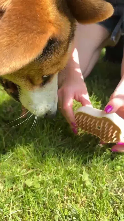 Szczotka z mgiełką dla zwierząt domowych