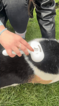 🐾 HydroBrush 🐶🐱